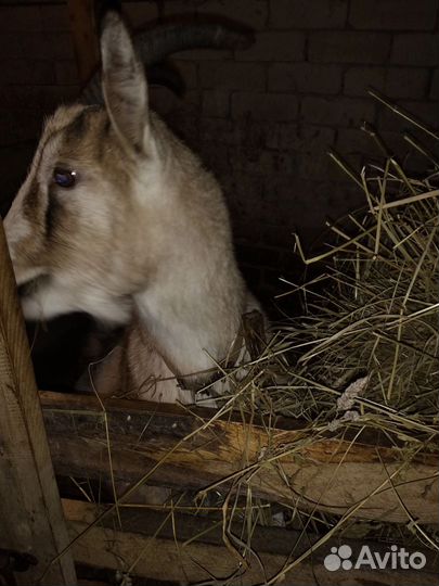 Коза молодая