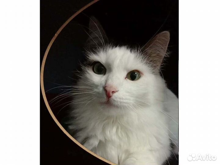 Степа ждет своего человека