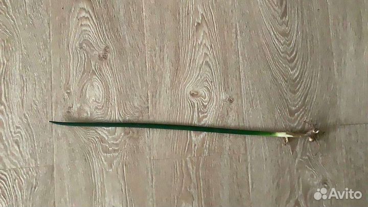 Сансевиерия цилиндрика