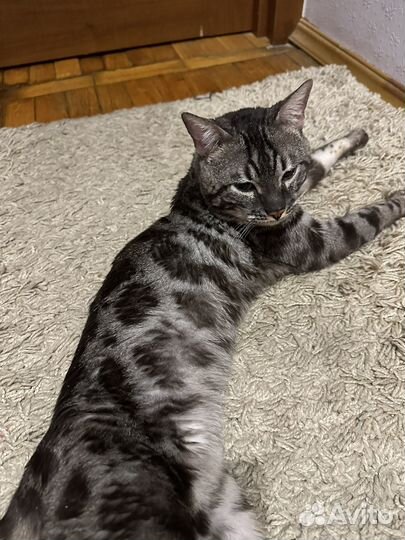 Вязка угольный бенгал