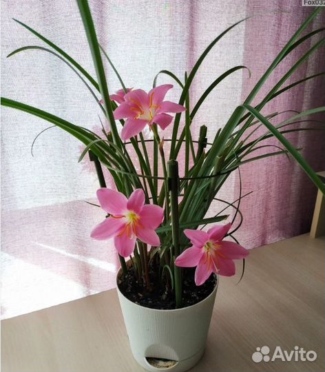 Зефирантес розовый.выскочка