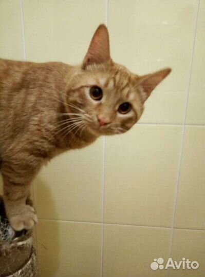 Молодой котик в поисках семьи