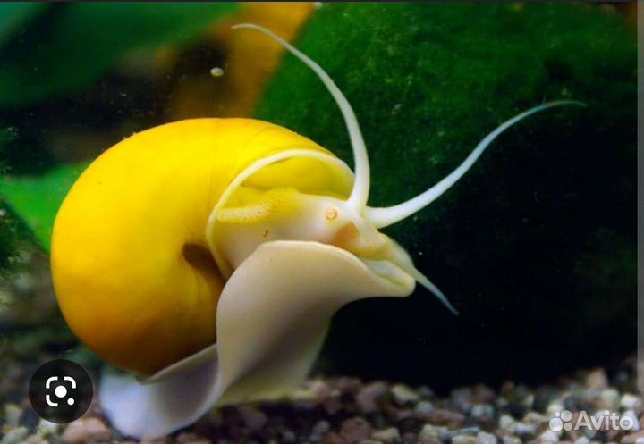 Аквариумные рыбки