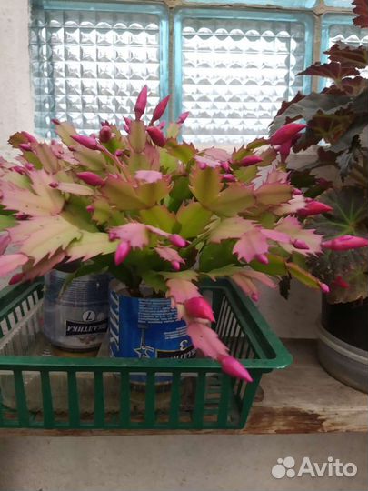 Цветы декабристы