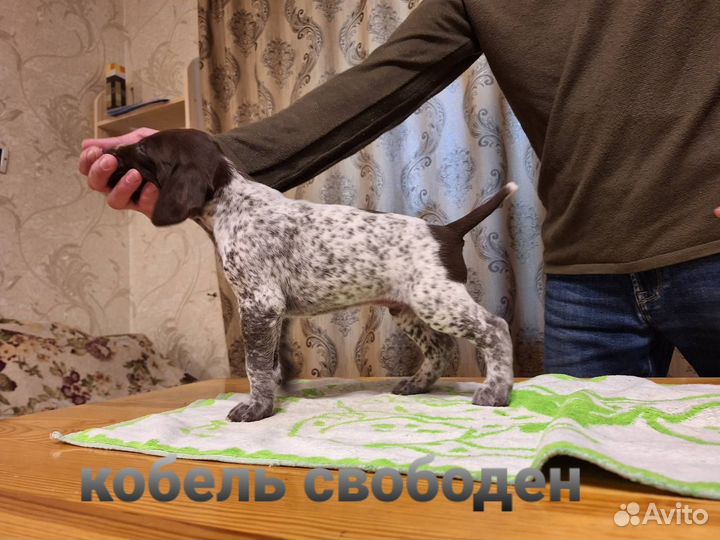 Щенки курцхаара