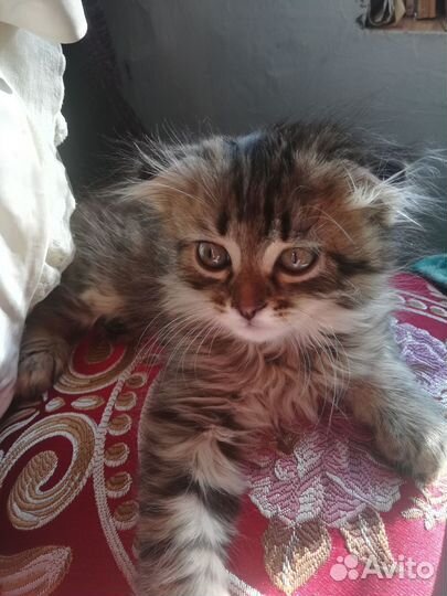 Котята