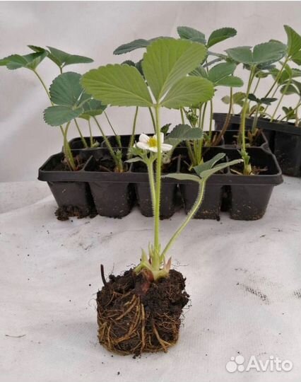 Действующий Бизнес/Питомник/База/Теплица/Земля