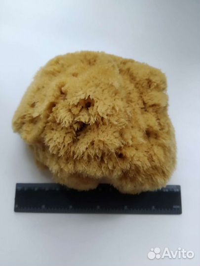 Натуральная морская губка