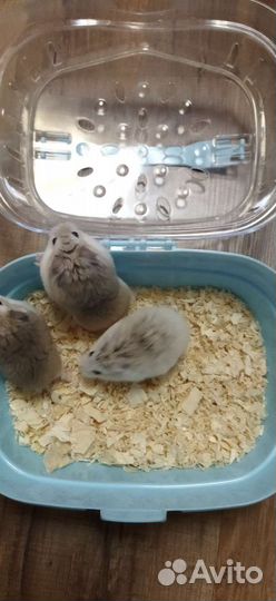 Перевозка животных и няня для животных