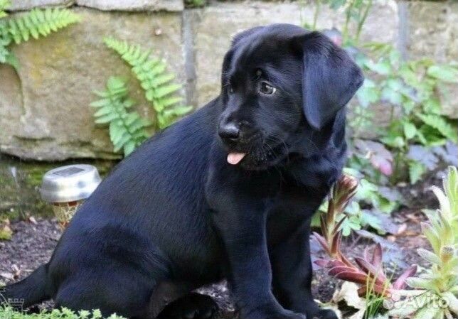 Щенки лабрадора