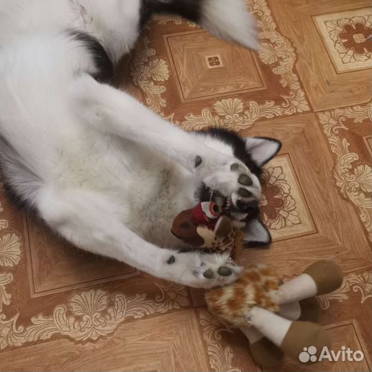 Стрижка собак. Груминг. Экспресс - линька. Мытье