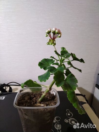 Рассада цветов