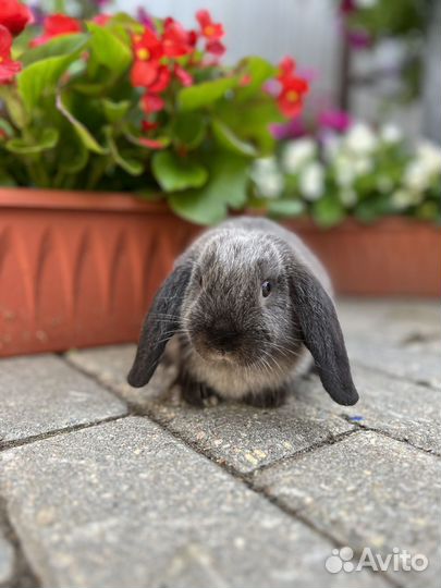 Ручной кролик