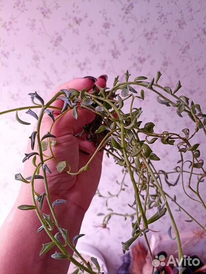 Сенецио крестовник Перегринус