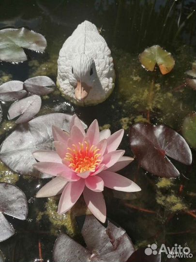 Водные нимфеи (лилии) Роуз Эйри и Жёлтая королева