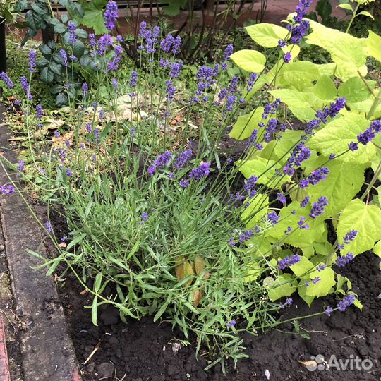 Лаванда саженцы