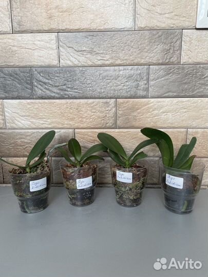 Орхидея Sogo Yukidian