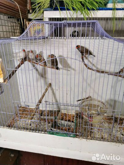 Канарейки, кенари, гульды