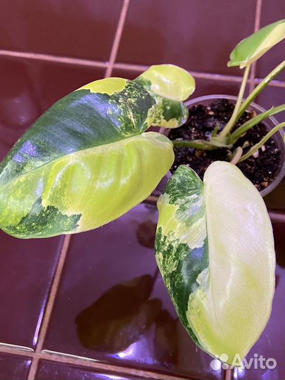 Филодендрон Бурле Маркс вариегатный