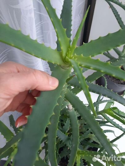 Алоэ лечебный 5 л каланхоэ подарок