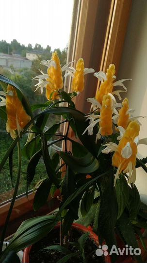 Цветок комнатный