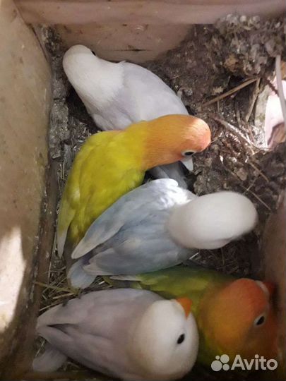 Неразлучники фишера,вергинская куропатка