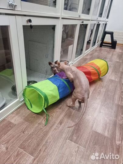 Зоогостиница для кошек грызунов