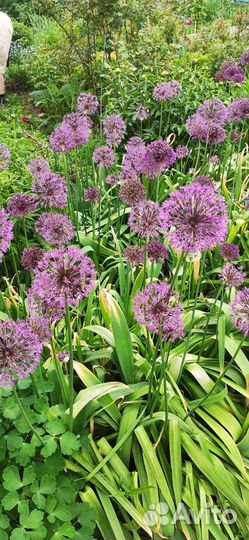 Лук декоративный