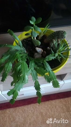 Флорариум из разных кактусов