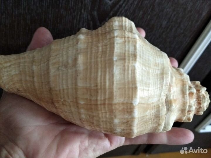 Ракушка из Вьетнама. 80-е годы