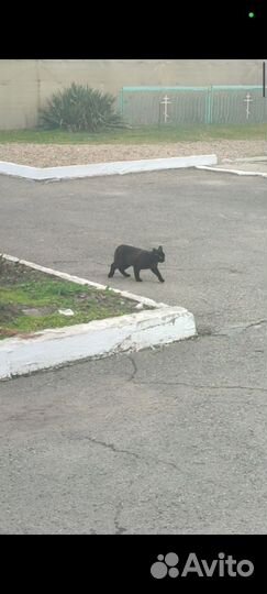 Котенок подросток