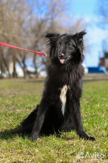 Отдам бесплатно собаку, Пушкин