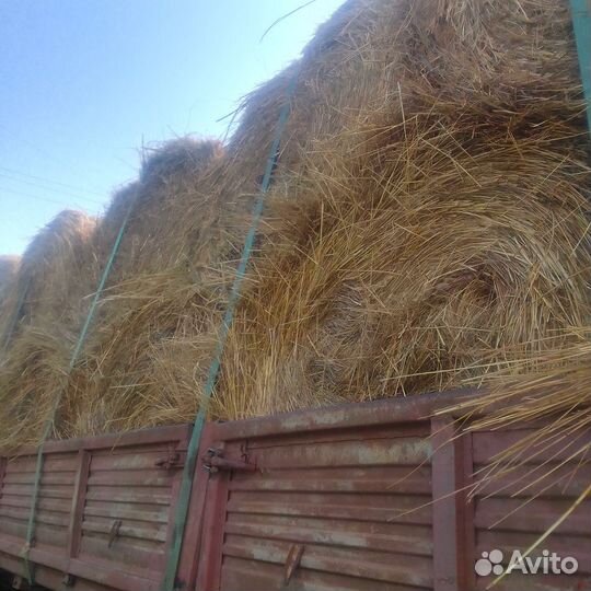 Сено в рулонах