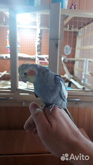 Попугай корелла ручной