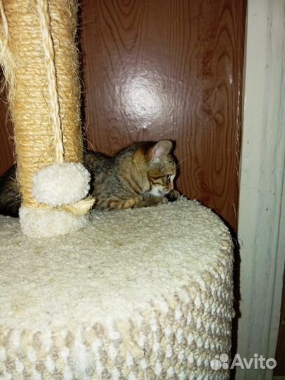 Кошечка в добрые руки