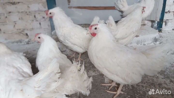 Леггорн Молодки