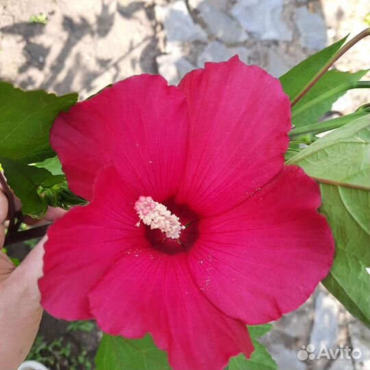 Гибискус травянистый