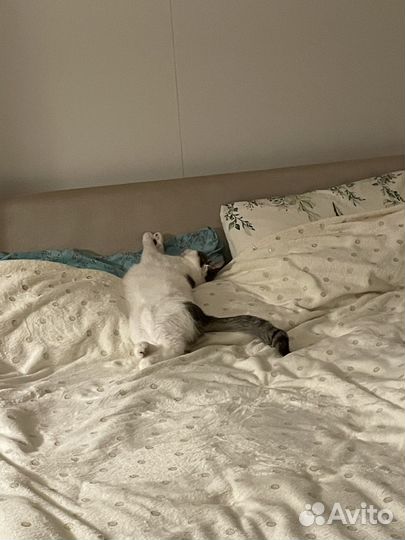 Передержка кошек