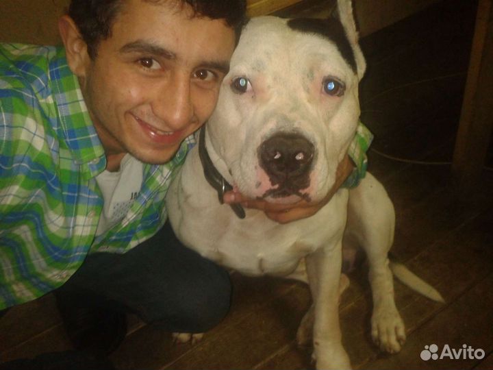 Выгул собак, догситер,зоо няня