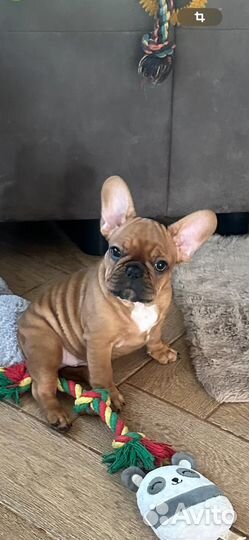 Французкий бульдог, щенки