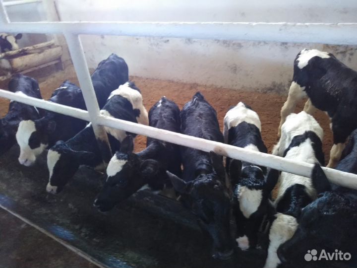 Телята мясные бычки