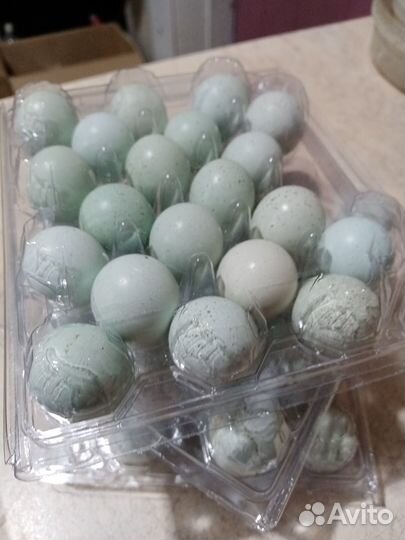 Перепелки Белый Гигант. Селадон. Яйцо Инк