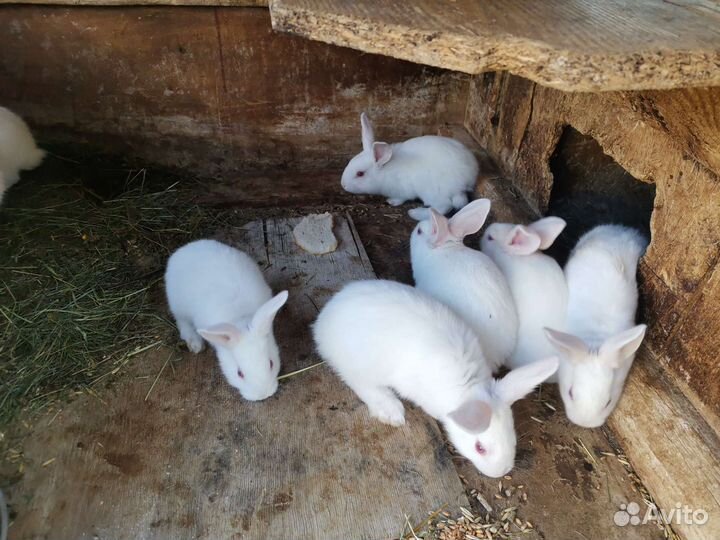Кролики белый паннон