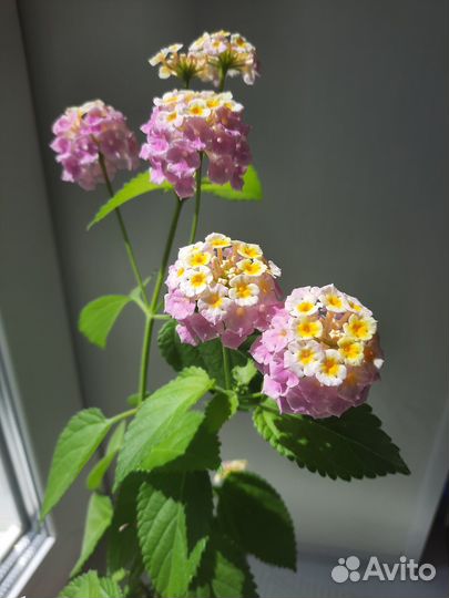 Лантана желто-сиреневая. Взрослый куст