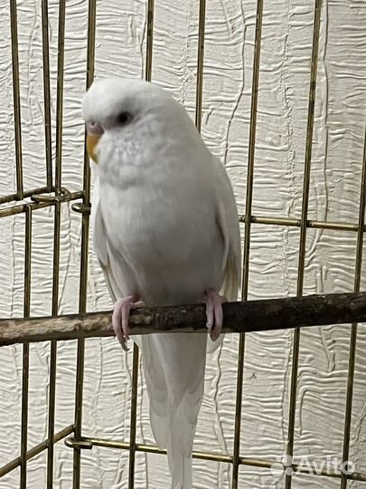 Радужные попугаи (арлекин и альбинос)