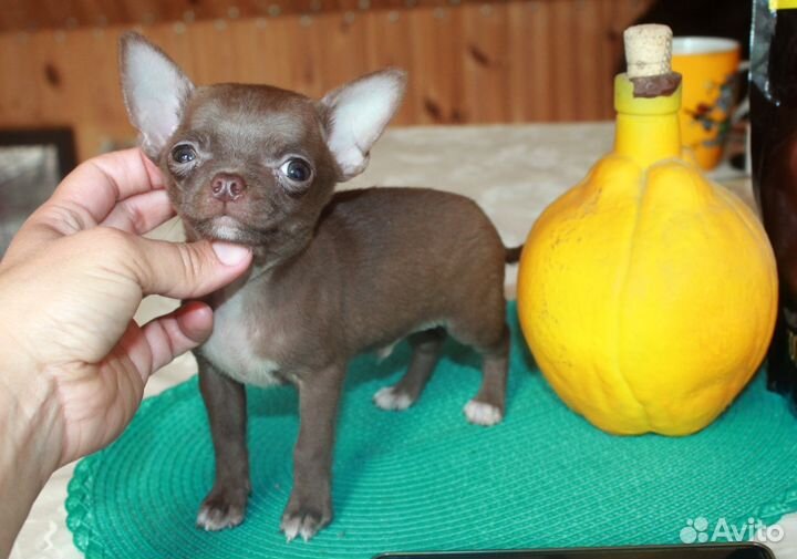 Чихуахуа мини микро стандарт
