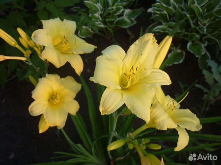 Лилейник гибридный Стелла де Оро