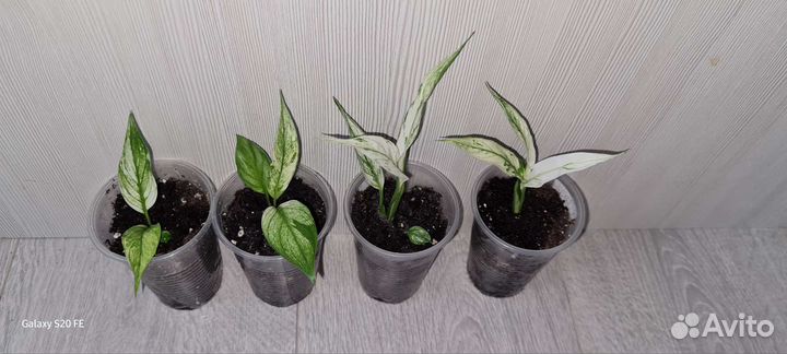 Спатифиллум Ангел беби