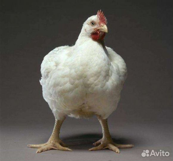 Инкубационное яйцо Бройлер, несушка, индюк