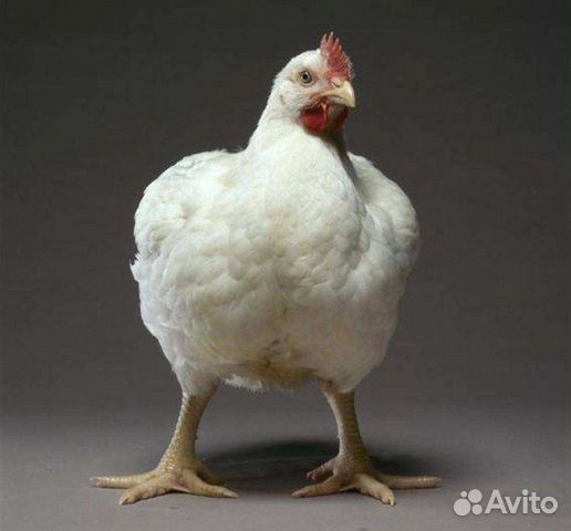 Инкубационное яйцо Бройлер, несушка, индюк